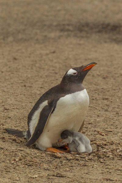 Saunders Island Gentoo penguin adult with chick